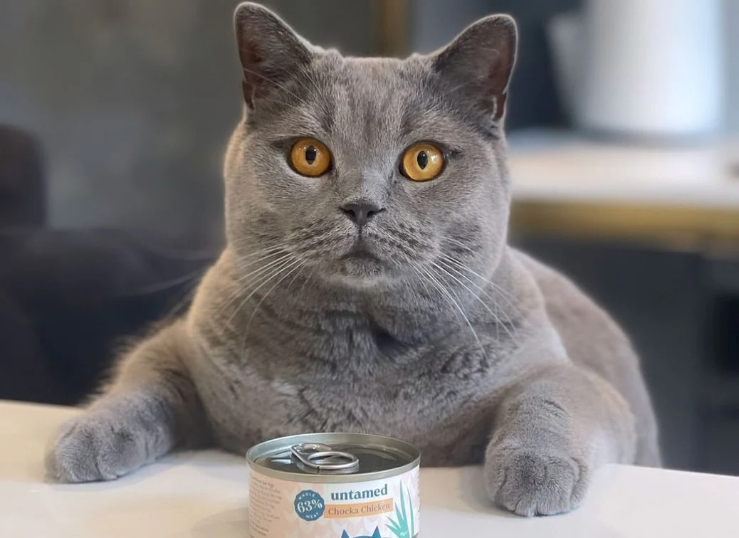 British Blue cat food