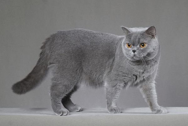 British Shorthair Cat Insurance