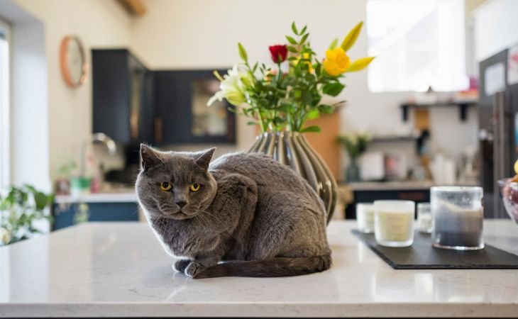 British Shorthair in apartments