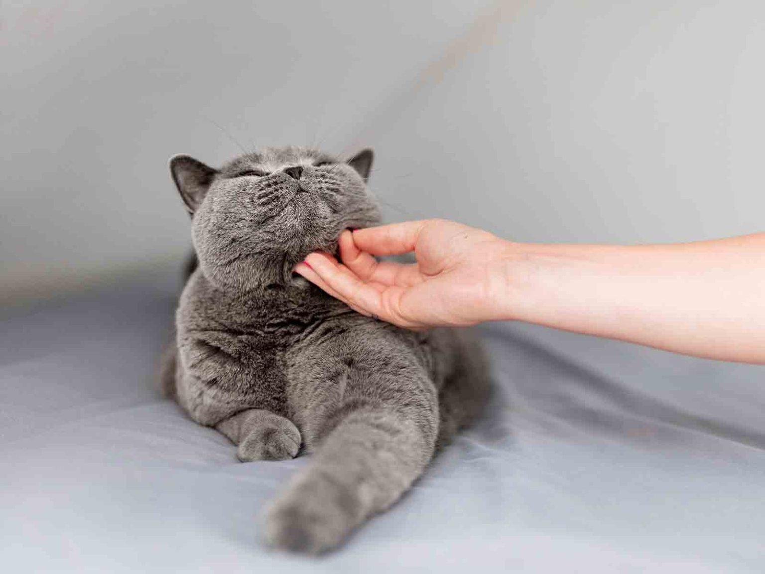 Bonding with British Shorthair cats
