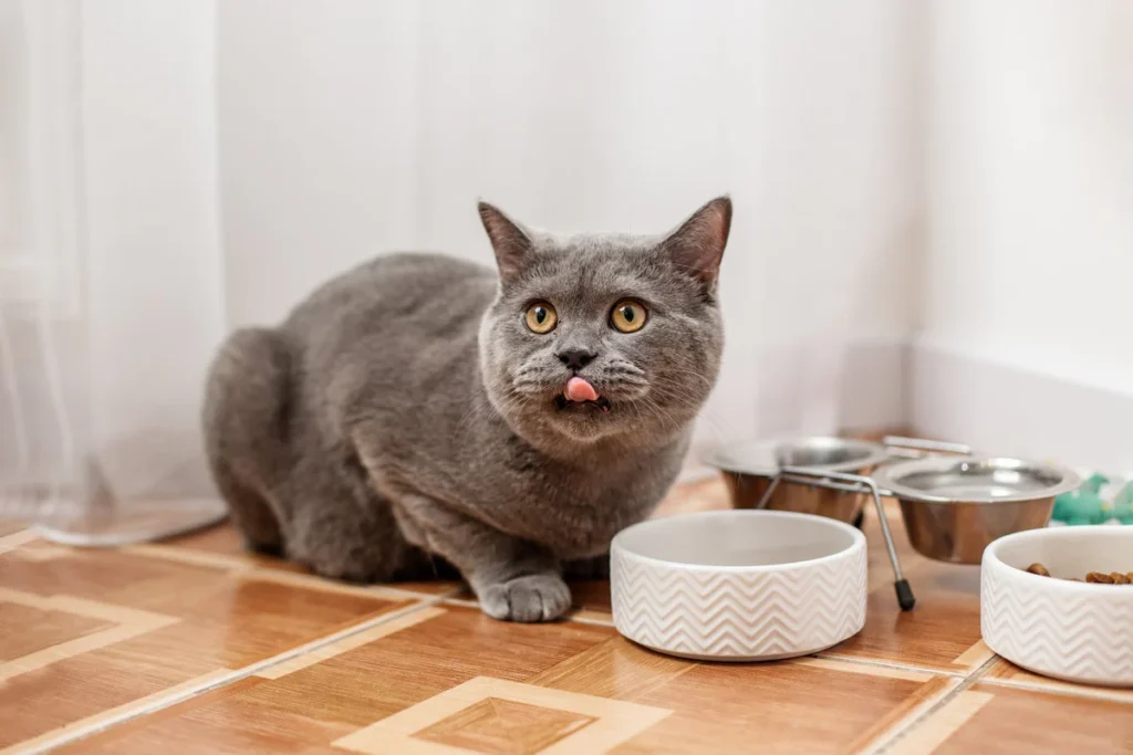 British Blue cat food
