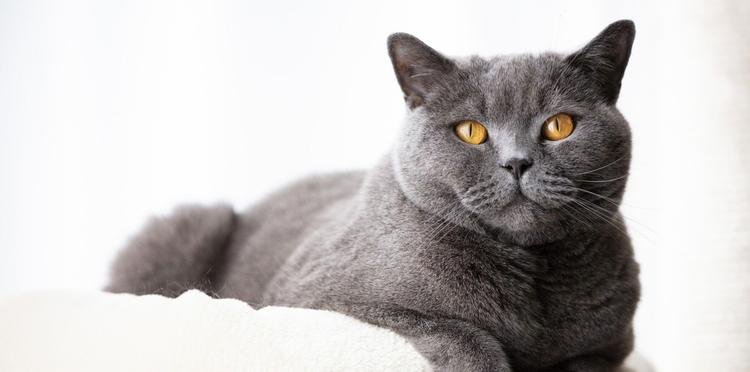 How to bond with British Shorthair