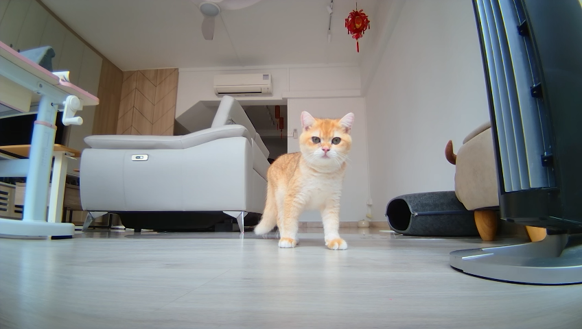 British Shorthair in apartments