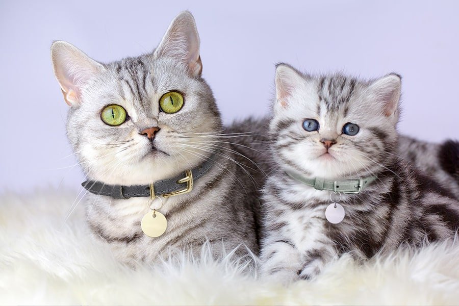 British Shorthair Insurance