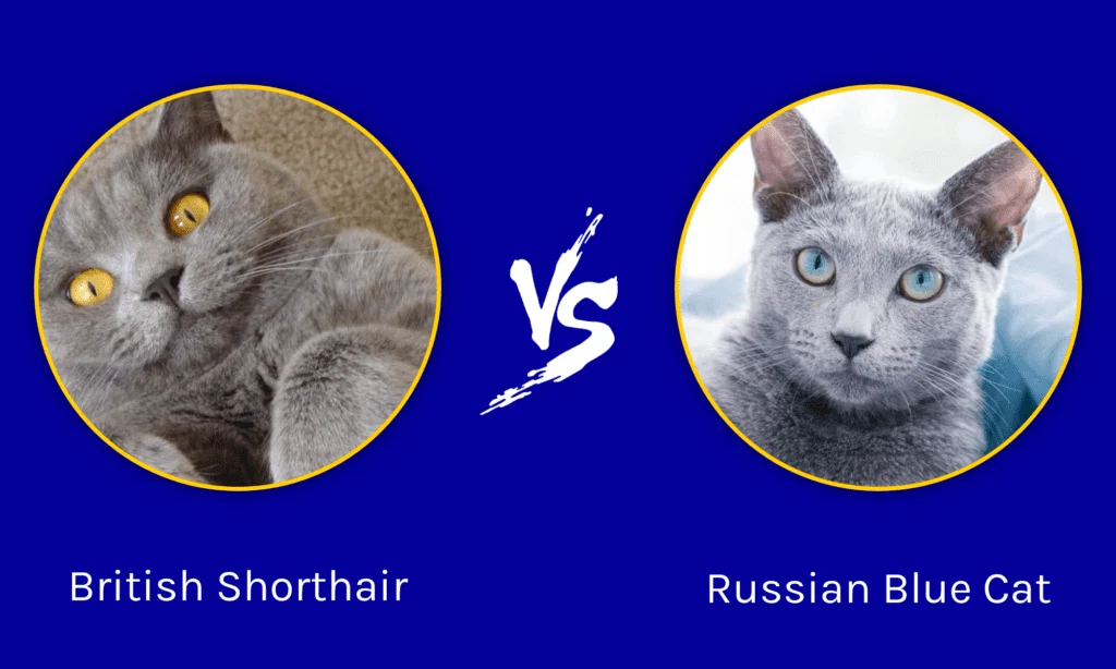 British Shorthair vs Russian Blue