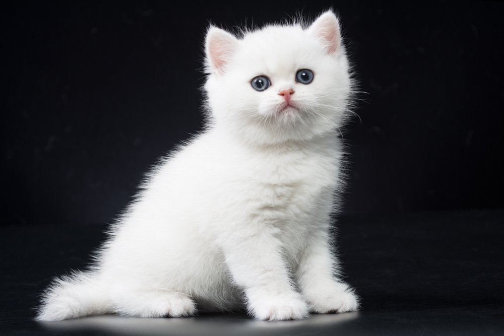 White British Shorthair