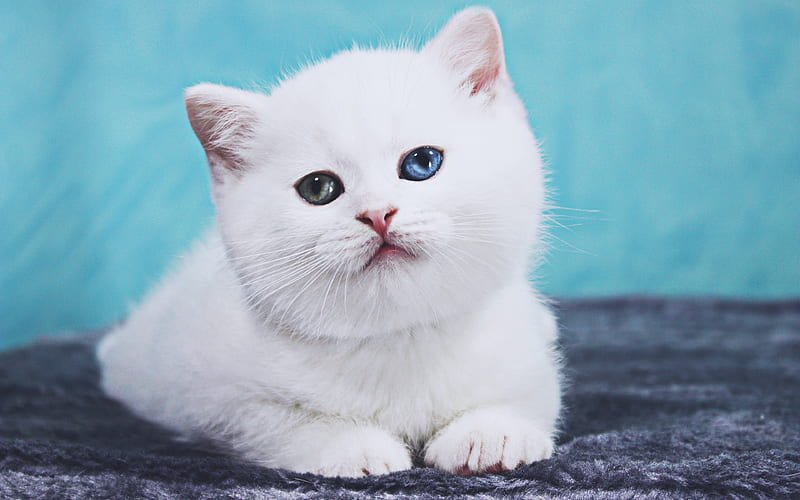 British Shorthair Cat White