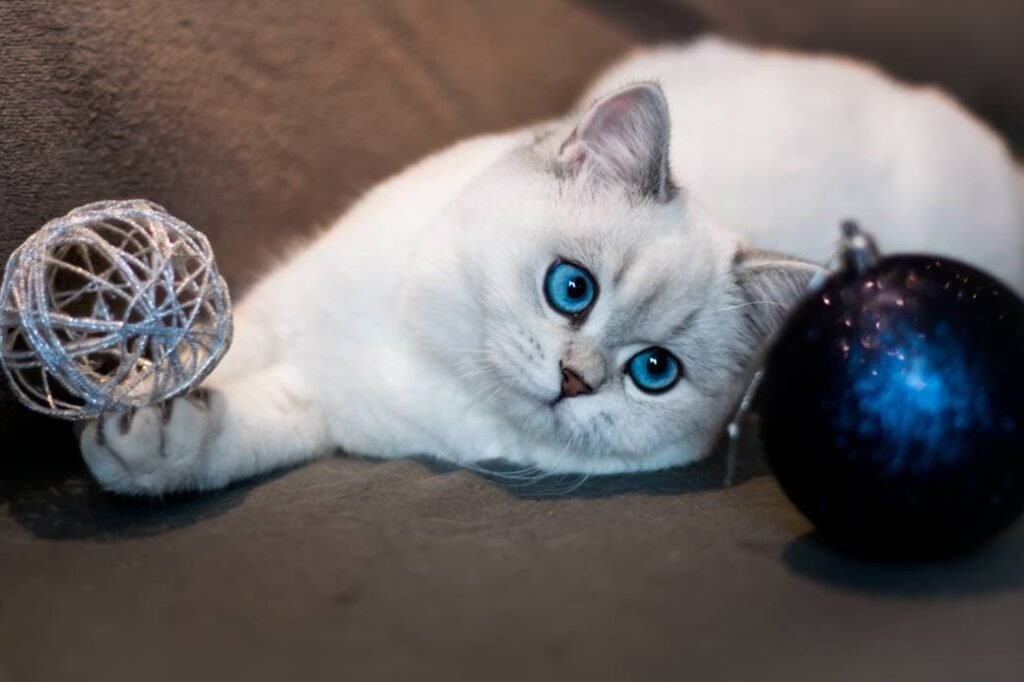british shorthair white cat