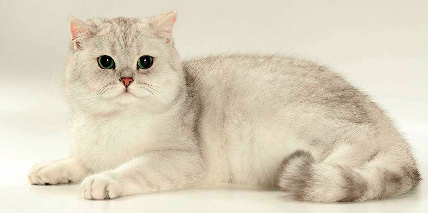 British Shorthair cat