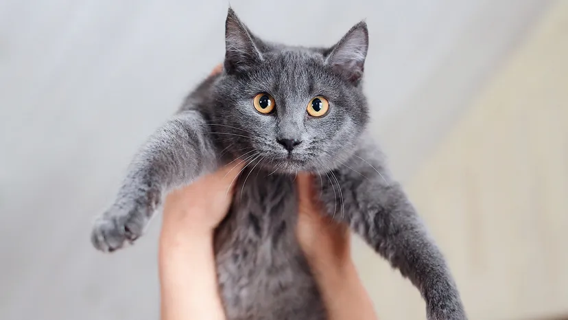 Russian Blue vs British Shorthair