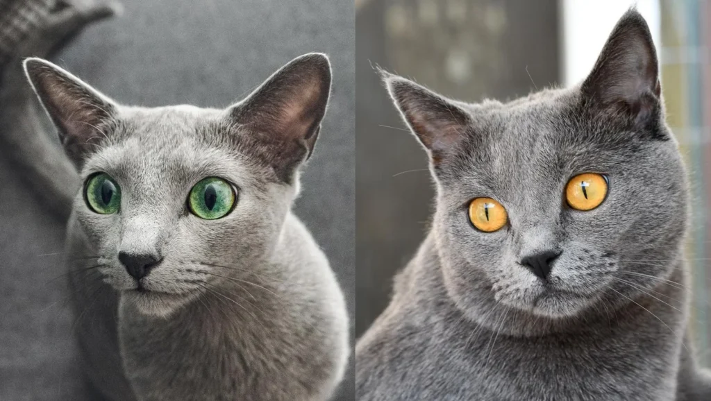 British Shorthair vs Russian Blue