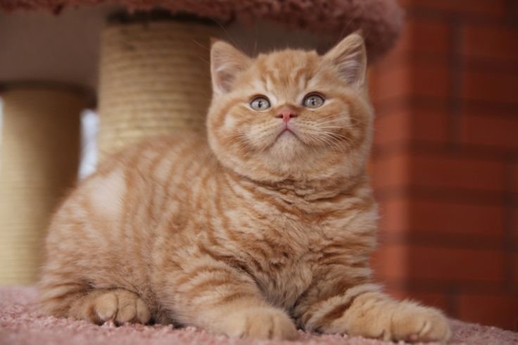 British Shorthair Cat for Sale
