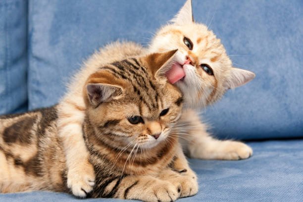 British Shorthair for Sale