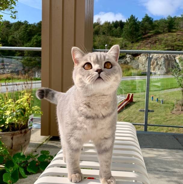 British Shorthair near me