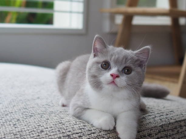 British Shorthair cattery