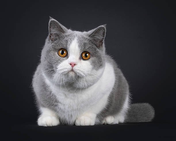 British Shorthair near me