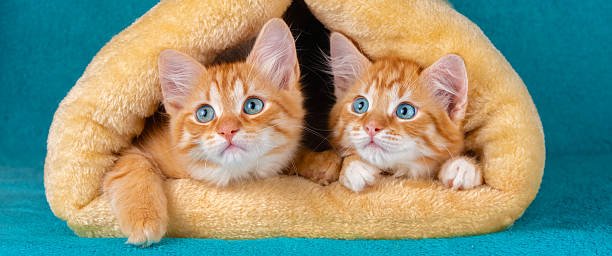 British Shorthair Health Problems