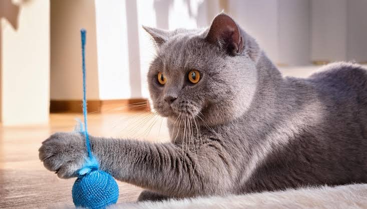 British Shorthair Care