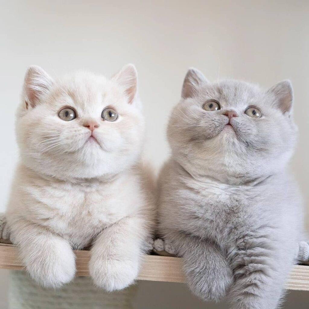 British Shorthair for Sale