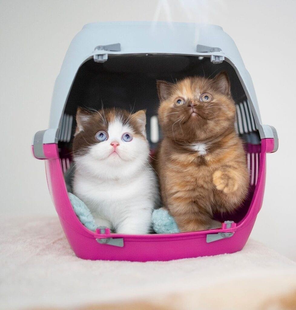 British shorthair for sale