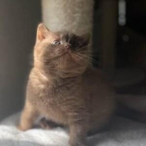 British Shorthair Kittens
