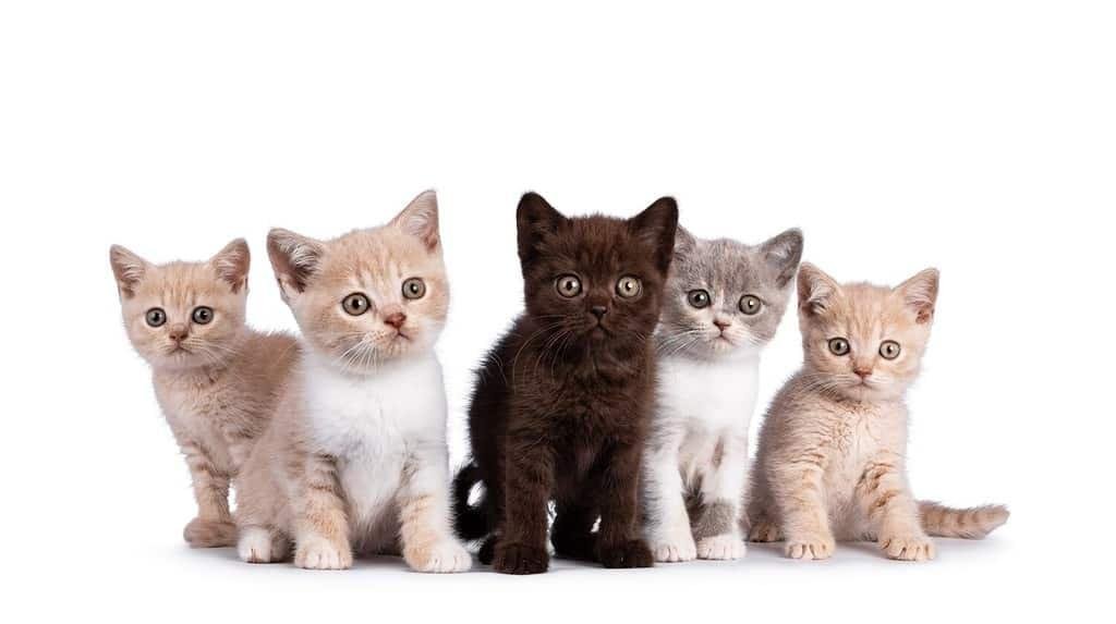 buy a British Shorthair