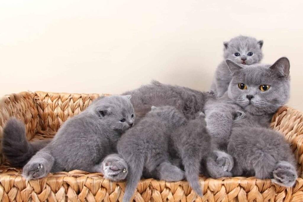 How We Raise British Shorthair Kittens