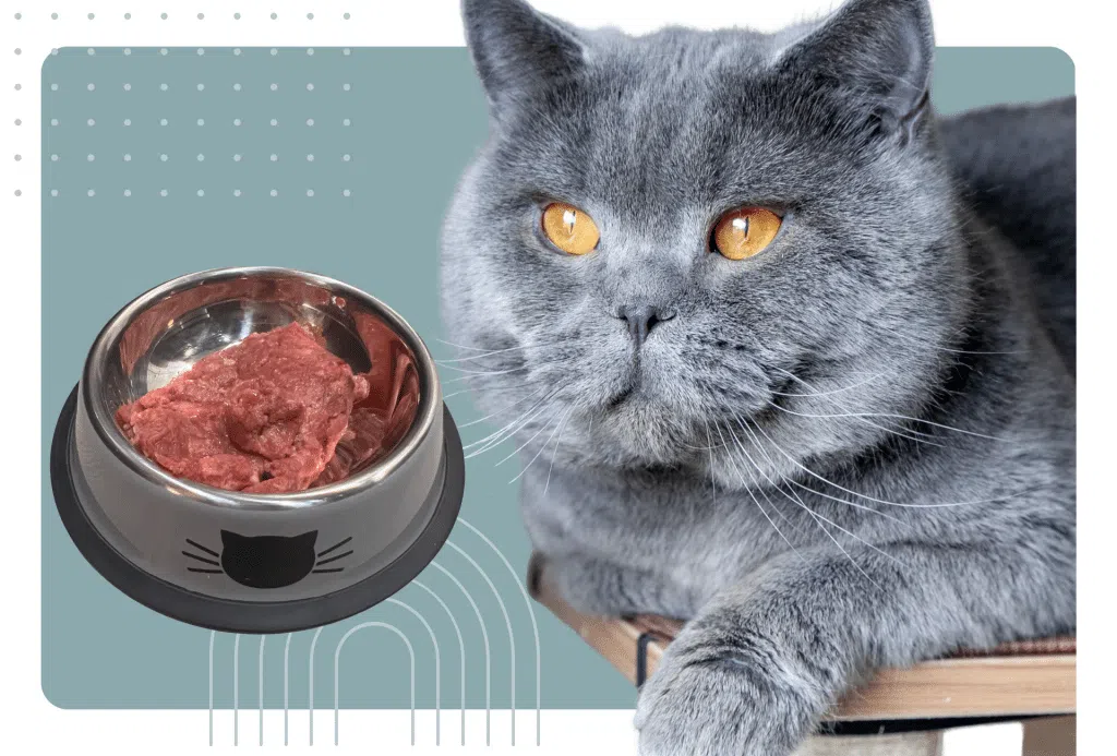 British Shorthair Food