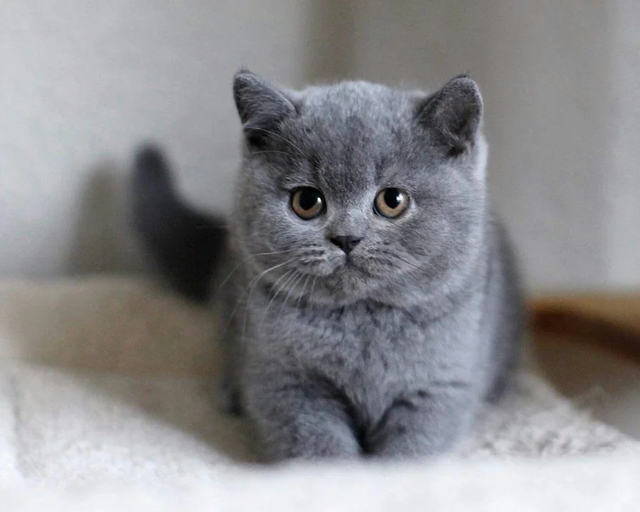 British Blue Kittens for Sale