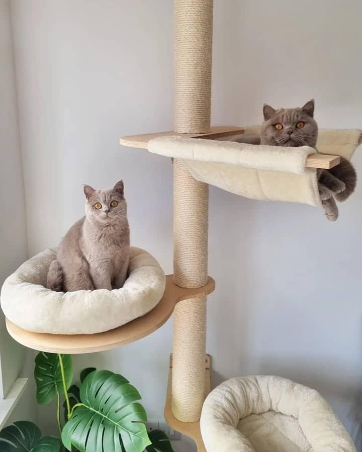 British shorthair for sale