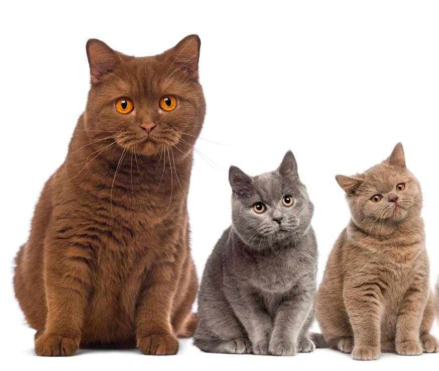 Cinnamon British Shorthair