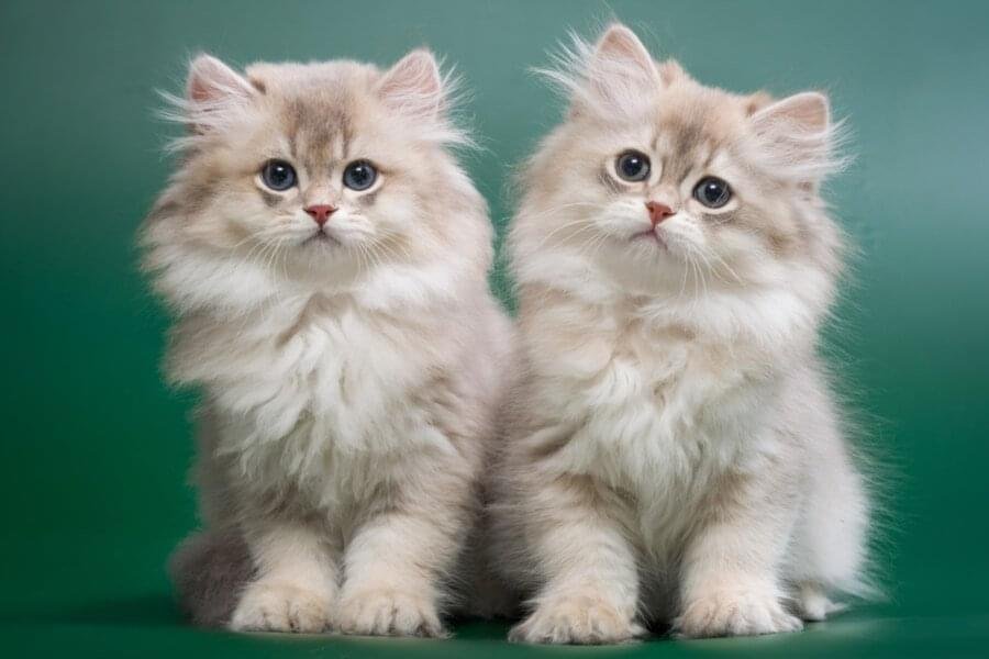 British Longhair kittens for sale