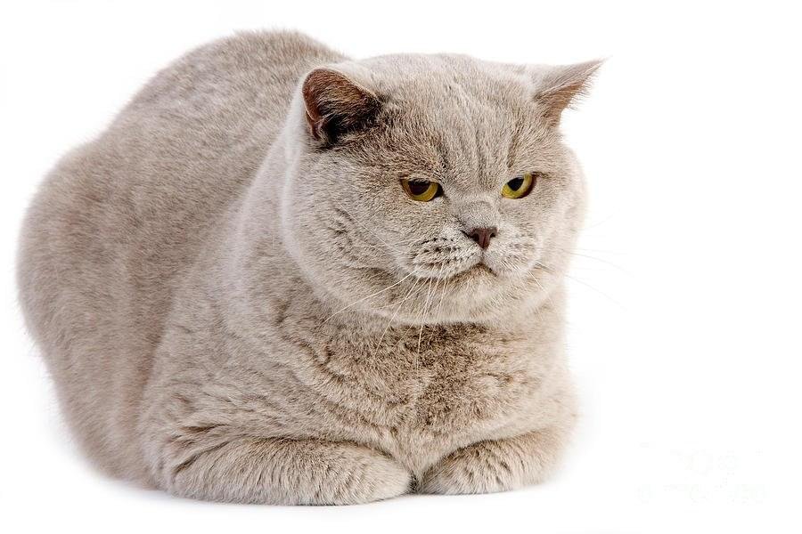 British Shorthair adoption