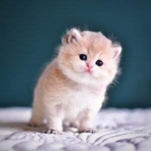 British Shorthair Kittens
