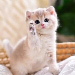 British Shorthair Kittens