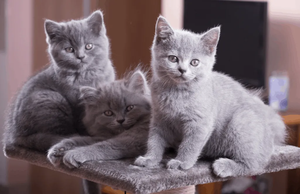 british shorthair