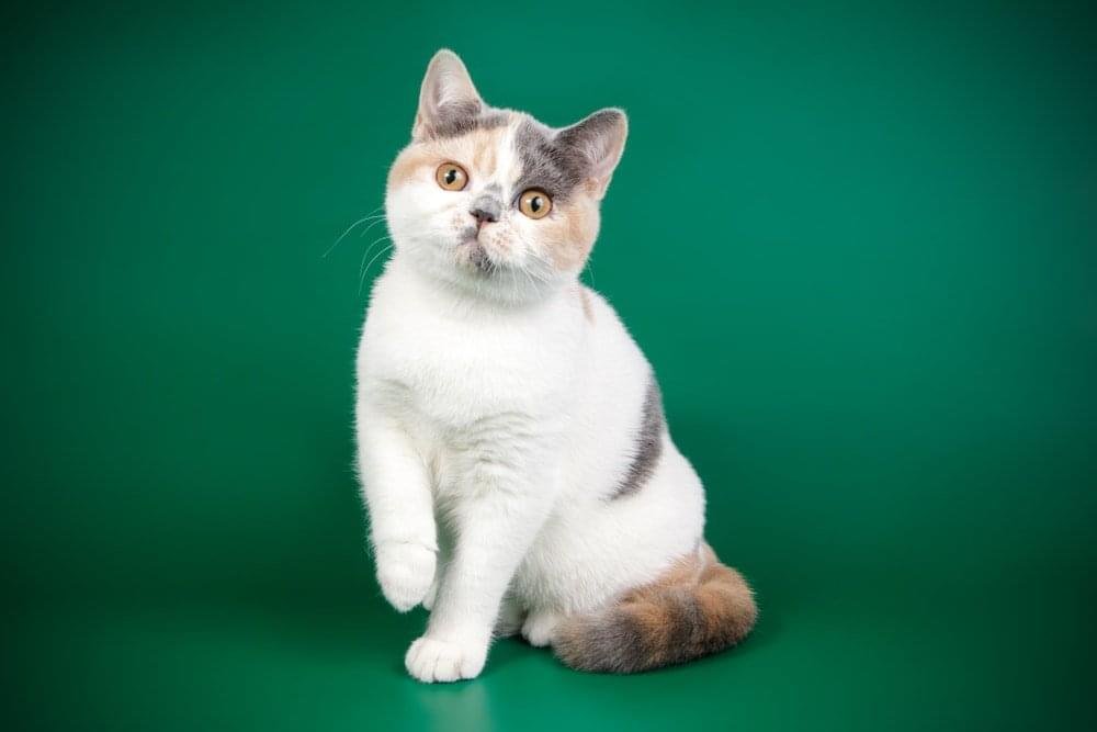 British Shorthair kittens cost