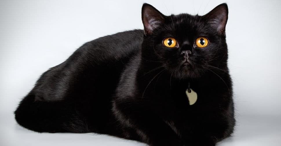 Black British Shorthair kitten