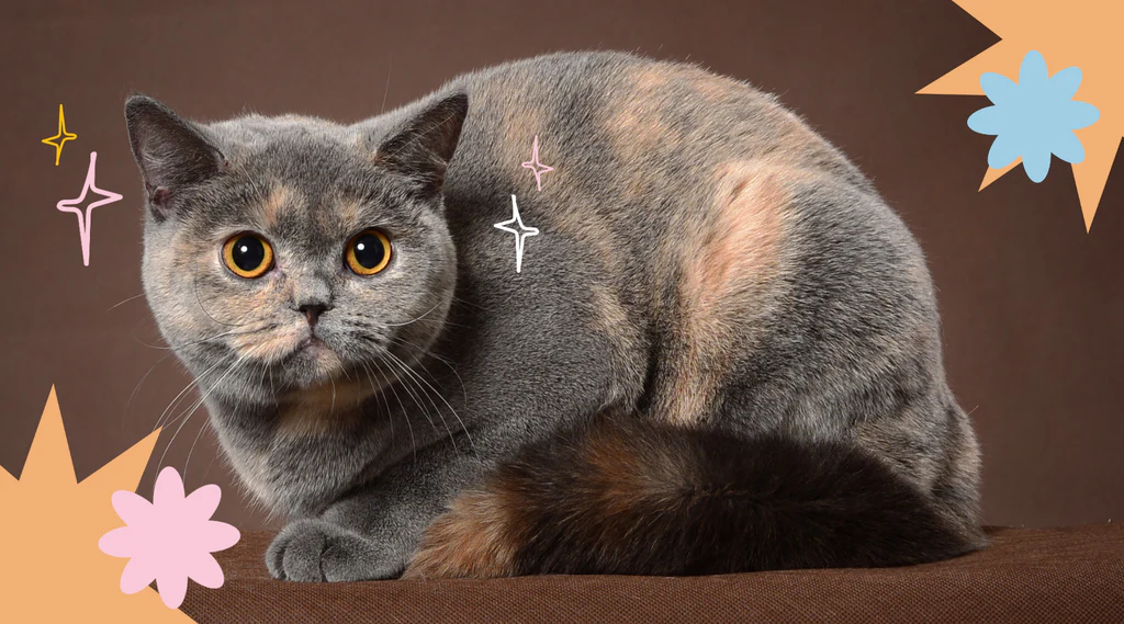 British Shorthair Kittens for Sale