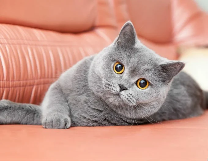 British Shorthairs