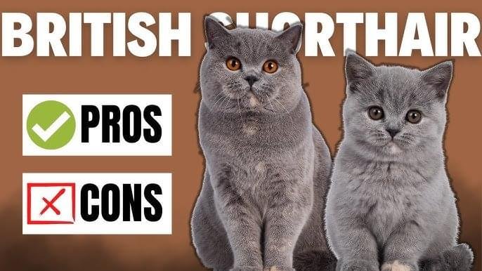 Pros and Cons of Owning a British Shorthair
