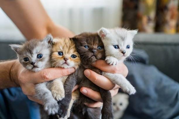 British Blue Shorthair Cat Breeders
