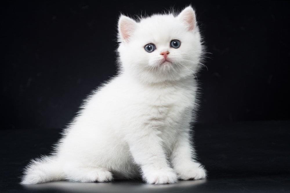 British Shorthair Price