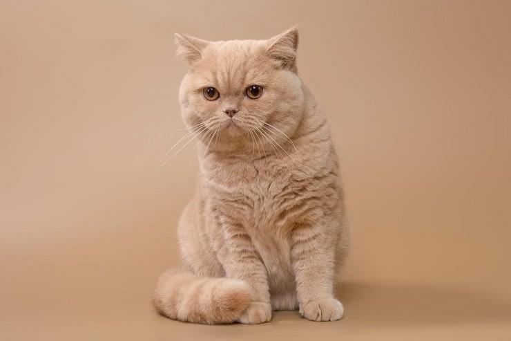 Registered British Shorthair cattery