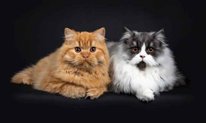 British Longhair Cat