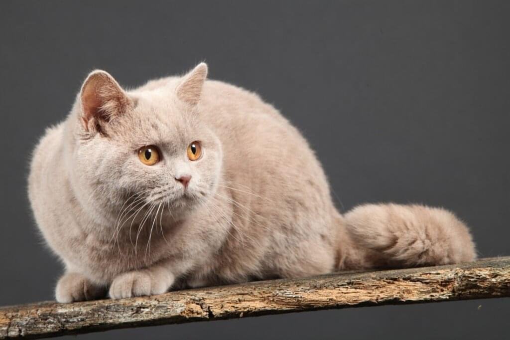 british shorthair kitten for Sale