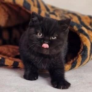 British Shorthair Kittens