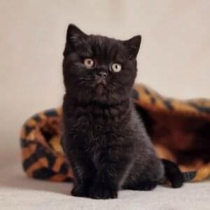 British Shorthair Kittens