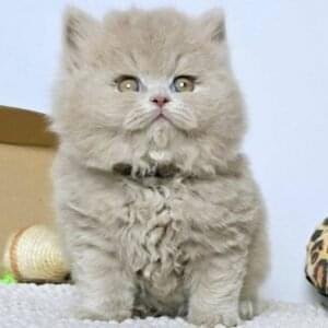 British Shorthair Kittens