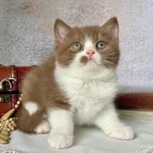 British shorthair for sale